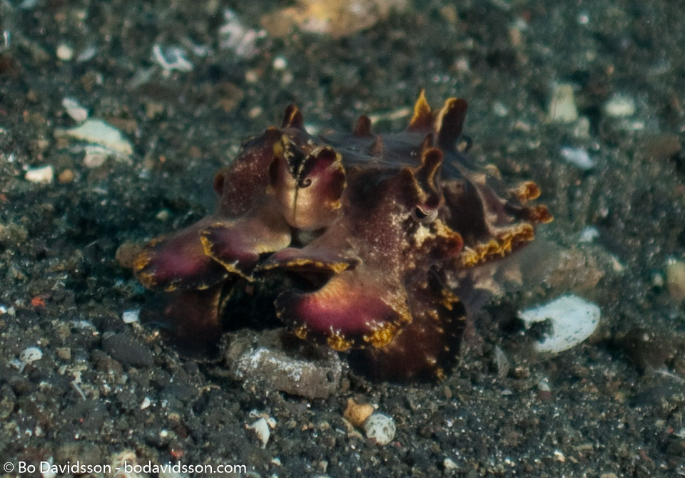BD-090925-Lembeh-9253869-Metasepia-pferreri-(Hoyle.-1885)-[Flamboyant-cuttlefish].jpg